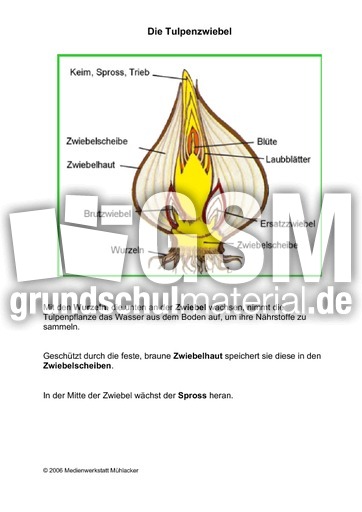 Die-Tulpenzwiebel.pdf